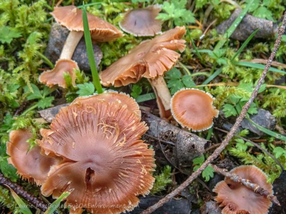 Orange musthrooms, fallen over