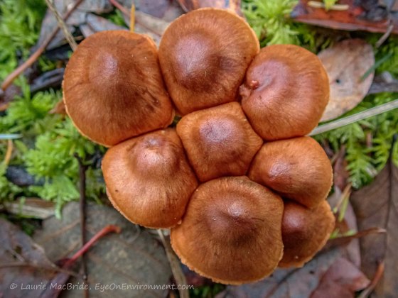Mushrooms growing close together (from above)