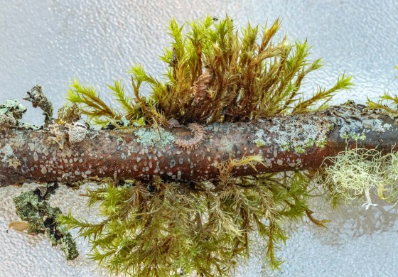 Centipede and lichens on branch
