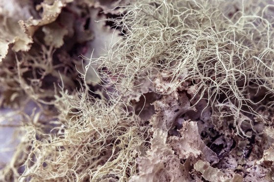 Leafy and coral-like lichens on a branch (closeup)