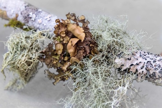 Varied lichens on part of a branch