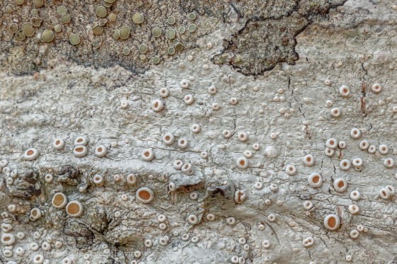 Tiny round tree lichens on alder bark (closeup)