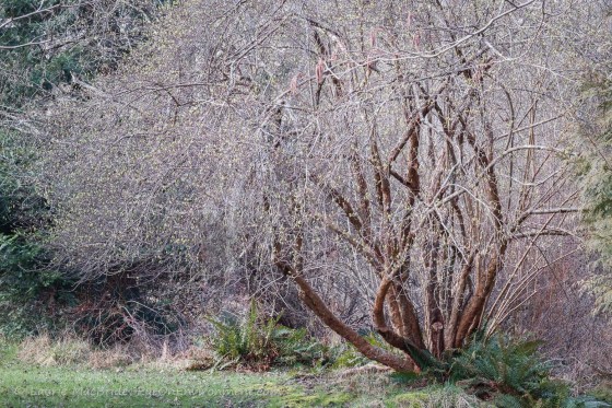 Large Indian plum in bloom
