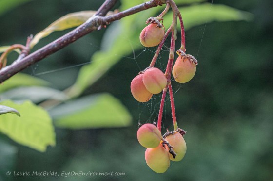 Cluster of Indian plum fruit hanging from branch