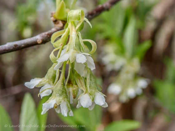 Detail of Iindian plum flowers