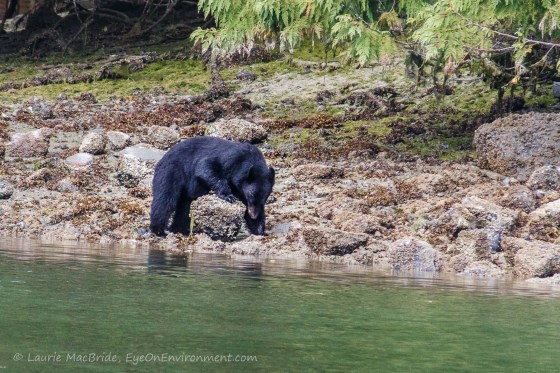 Black bear turning up boulder on beach
