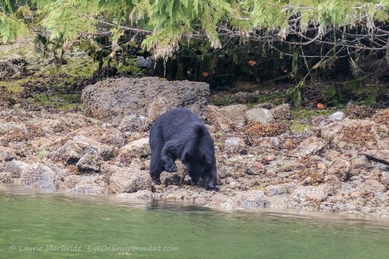 Black bear eating what it found under boulder on beach