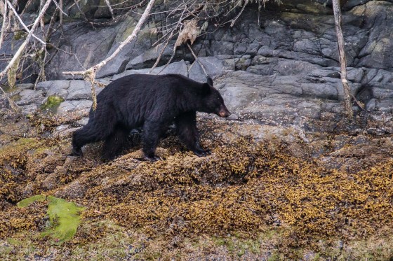 Black bear crossing intertidal area