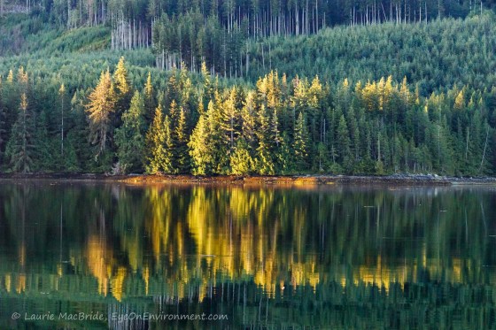Golden light on trees along shoreline