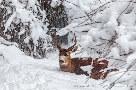 Buck lying down in snow