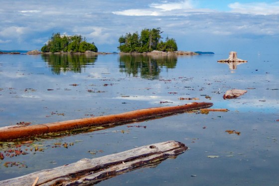 Logs, tree stump and other floating debris