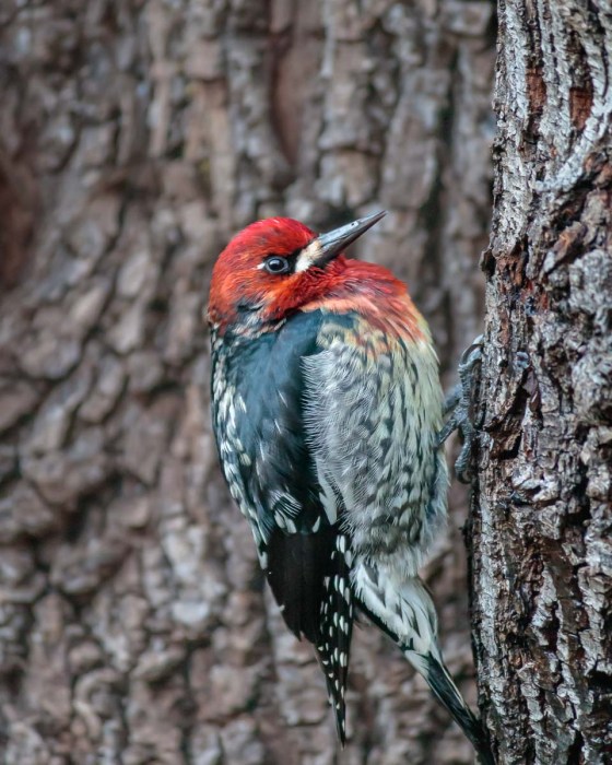 Red-breasted sapsucker on a tree trunk