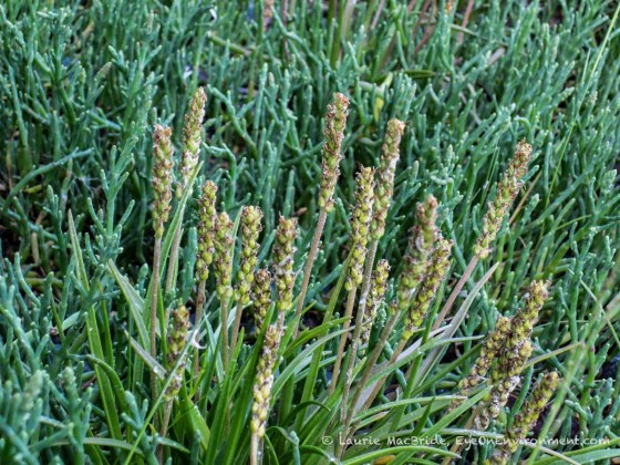 Goose tongue greens and Sea asparagus