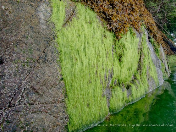 Green string lettuce on a rocky shoreline at low tide