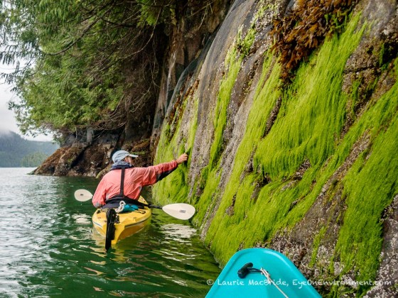 Harvesting seaweed from a kayak