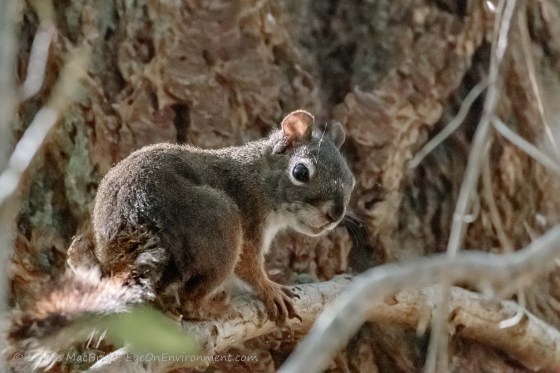 Red squirrel on branch, looking back over shoulder