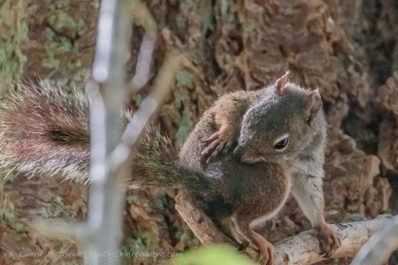 Red squirrel scrathing its back