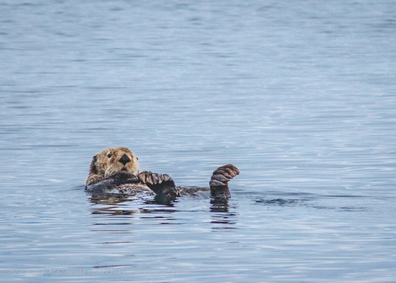 Sea otter floating on its back with its back feet sticking up.