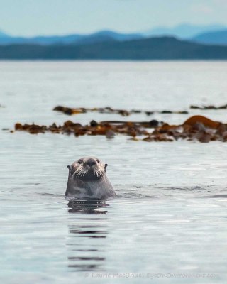 Sea otter popping up to look at the viewer, with kelp bed behind
