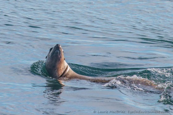 Stellar sea lion popping up to have a look at the photographer. The sea lion appears to pause and is surrounded by blue water and bubbles and the wave created by its body as it swims.