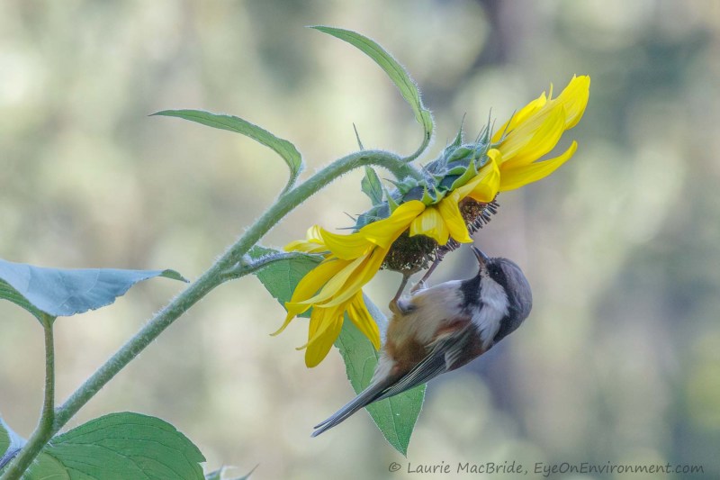 Chestnut-backed chickadee eating seeds from a sunflower
