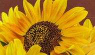Sunflower Celebration
