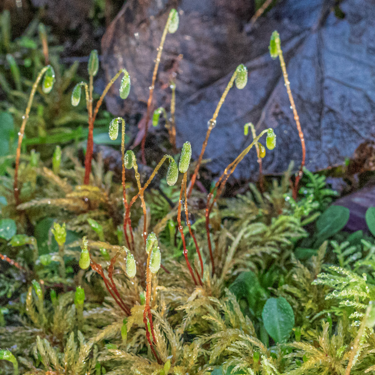 Closeup view of moss with sporophytes, which appear as long stems with bright green capsules at their tips.
