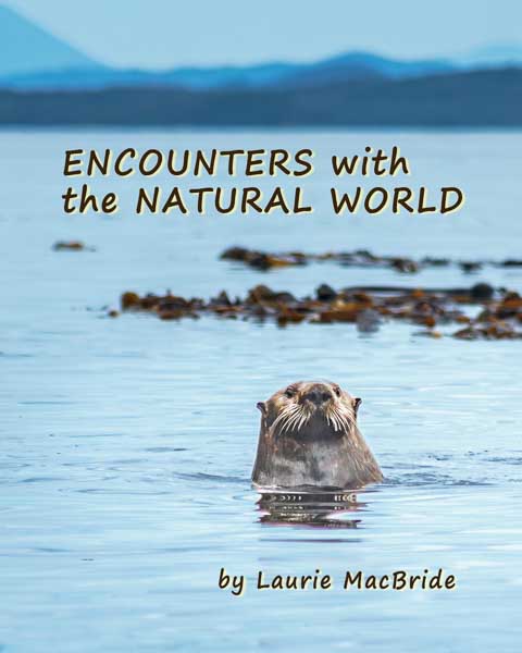 Book cover image of a sea otter popping up in front of a kelp bed, with the title Encounters with the Natural World by Laurie MacBride