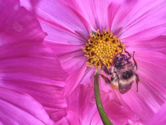 Close-up image of a bumblebee pollinating the yellow flower in the centre of a bright pink-petalled cosmos.