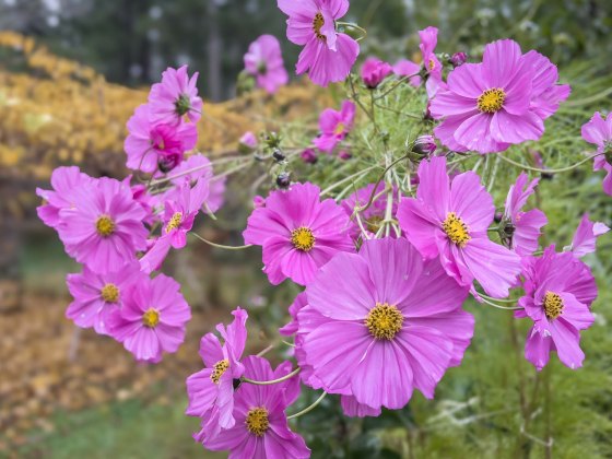 A cluster of bright pink cosmos flowers with yellow centres, with fall foliage and forest blurred in background.